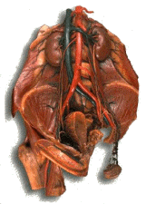 Torso dissection
