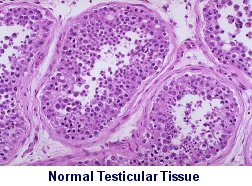 Microscopic Image of Normal Testicular Tissue
